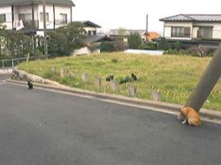 Shenmue